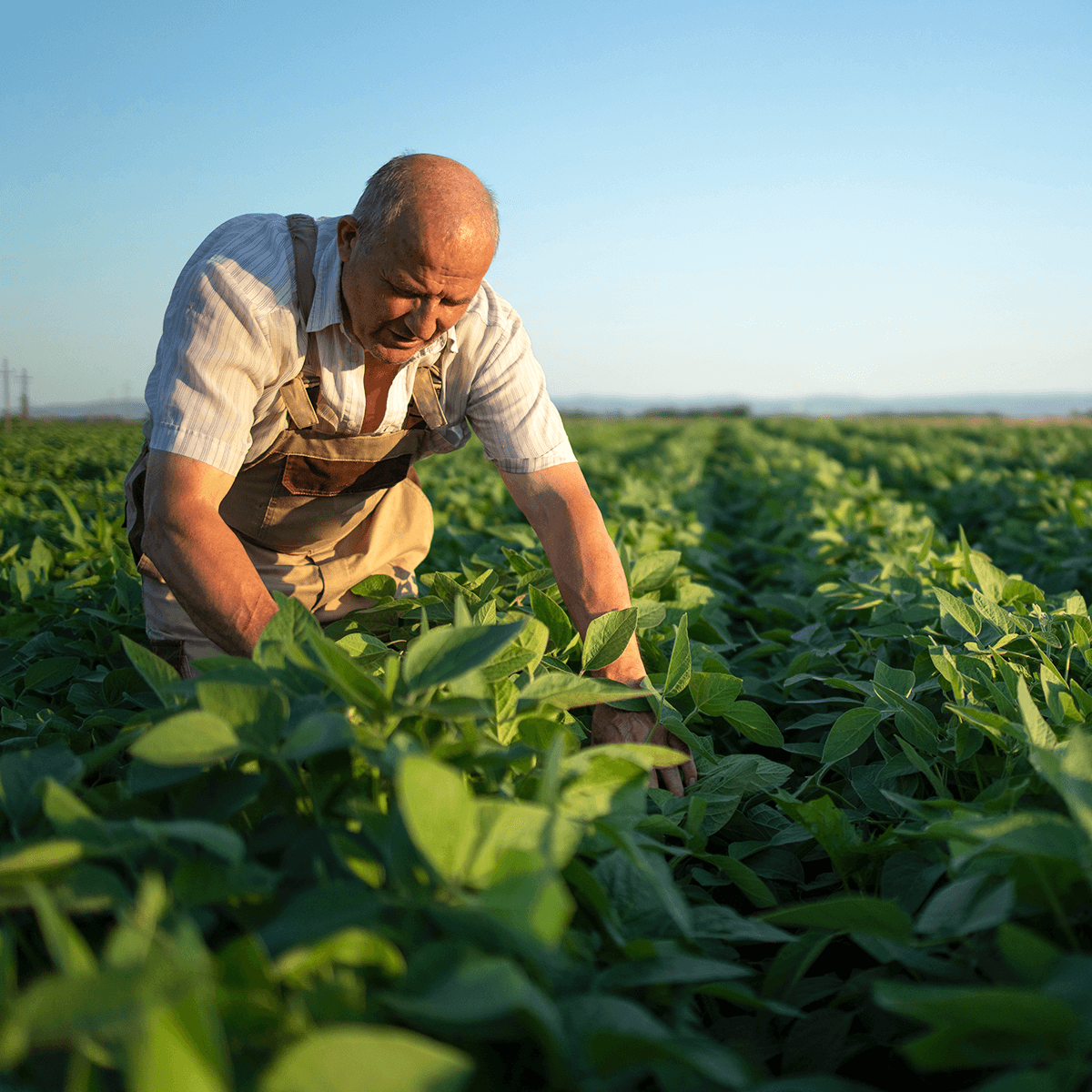senior-hardworking-farmer-agronomist-soybean-field-checking-crops-before-harvest