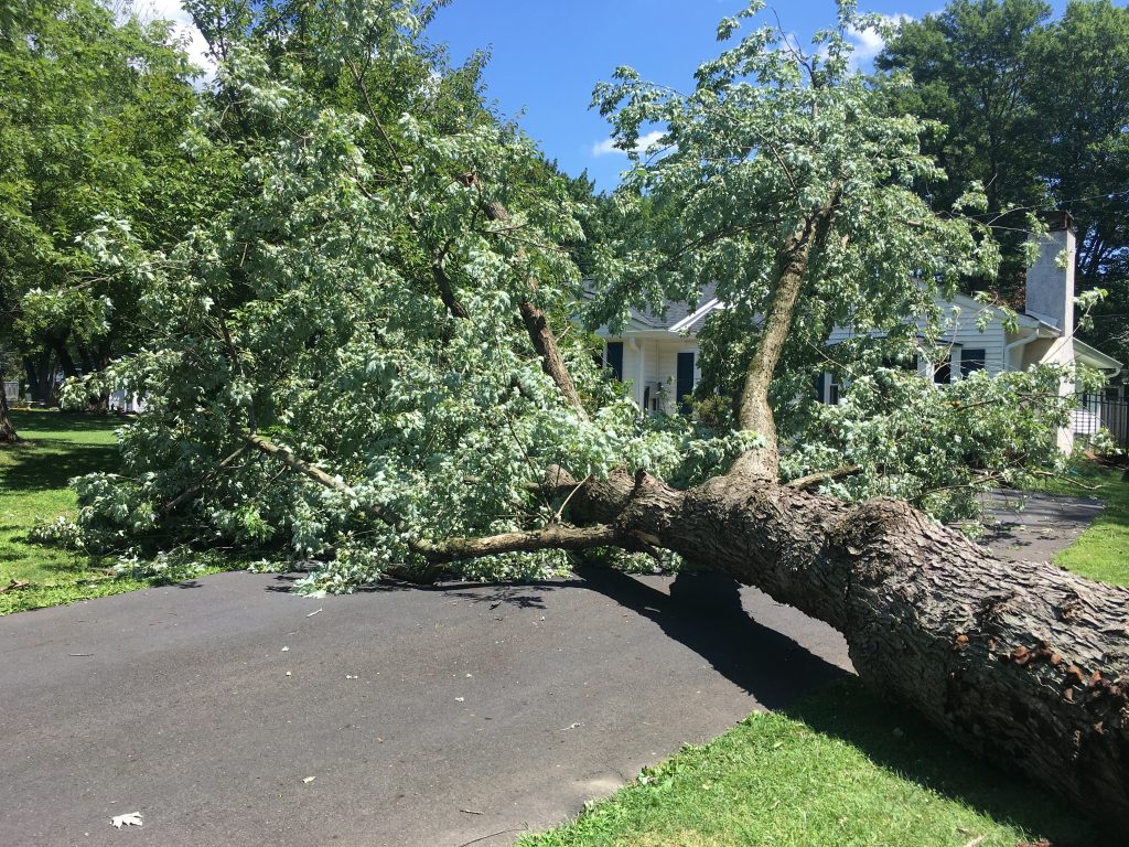 What to do when a tree falls on your house