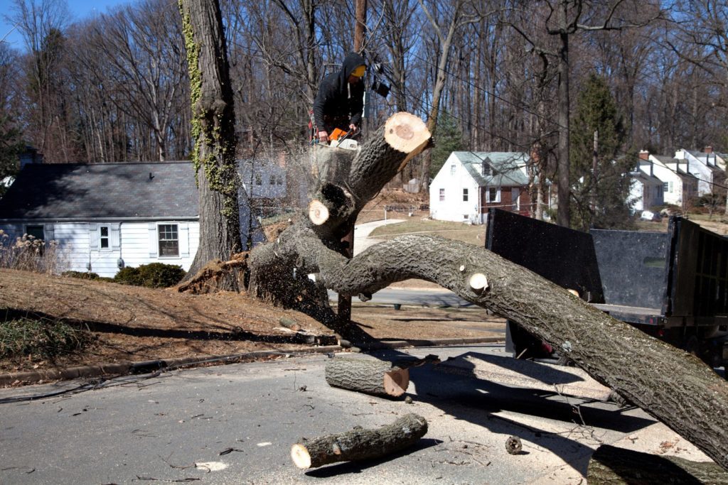 emergency tree removal