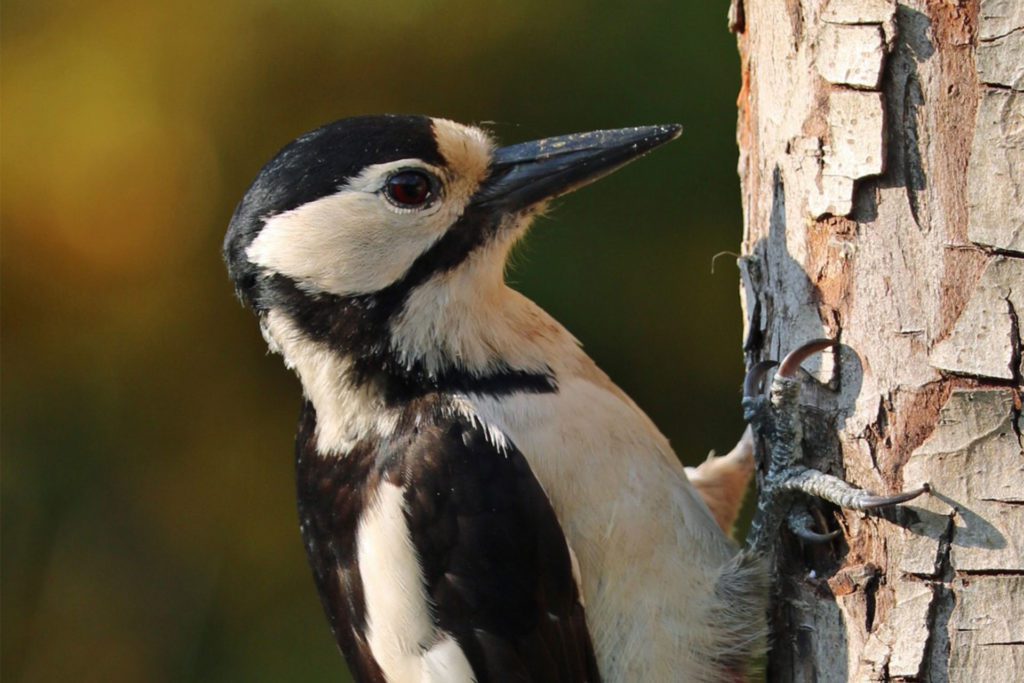 get rid of woodpeckers