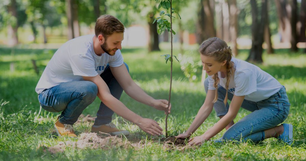 tree planting tips