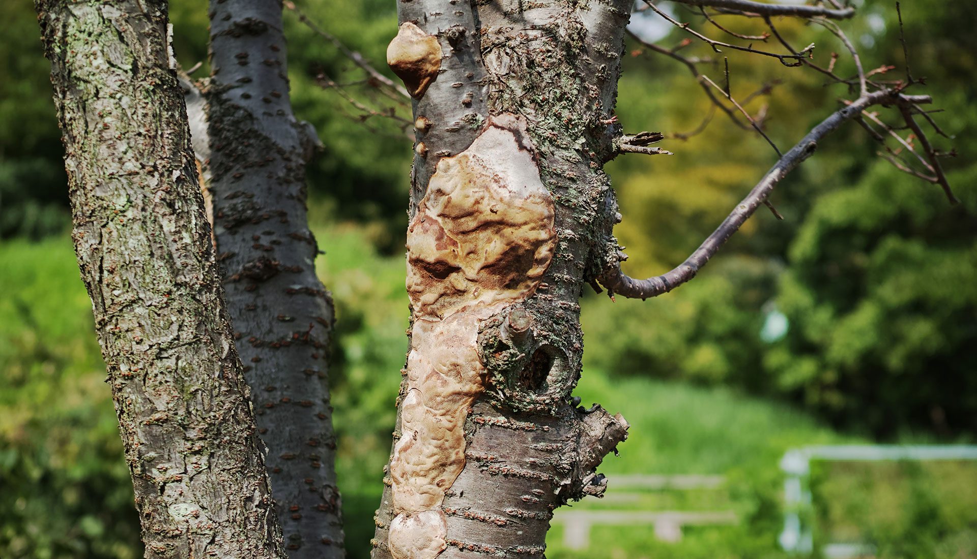 Signs Of A Dead Tree | 4 Things To Help Identify A Dying Tree