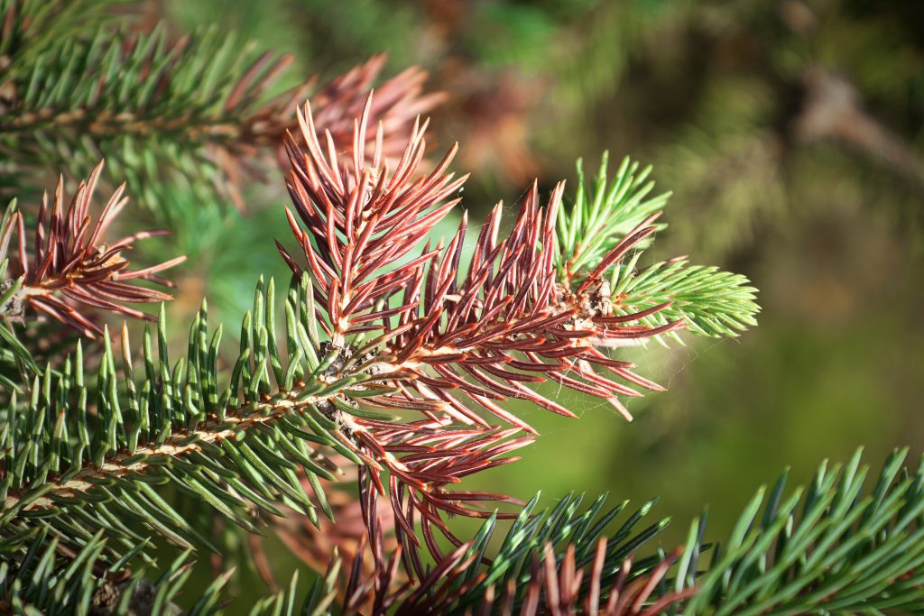Pine Needle Cast - Common Tree Diseases in Alberta