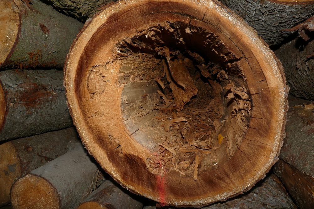 Heart Rot Wood Disease - Common Tree Diseases in Alberta