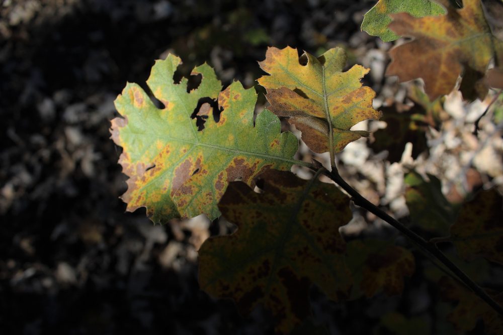 Oak Wilt Disease - Common Tree Disease in AB
