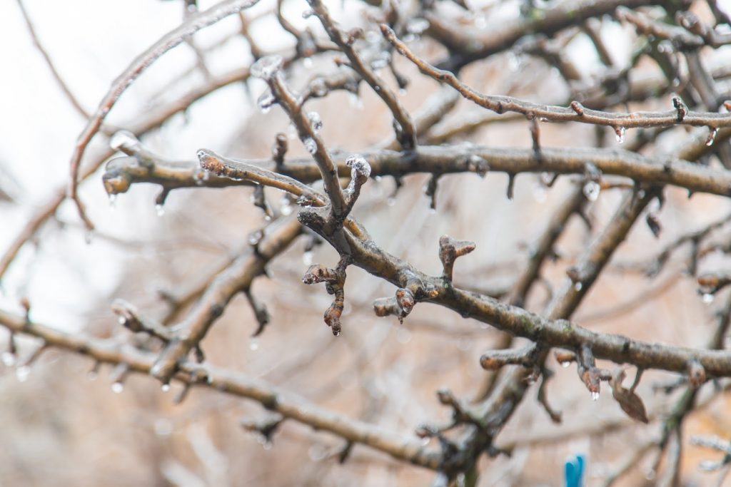 A tree branch covered in ice.
