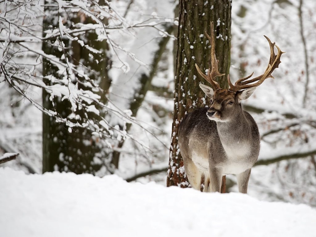 How wildlife can damage trees in the winter