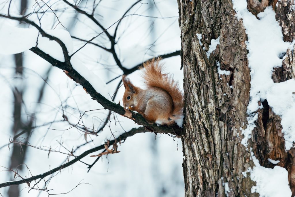Rodents are one of the common causes of tree damage