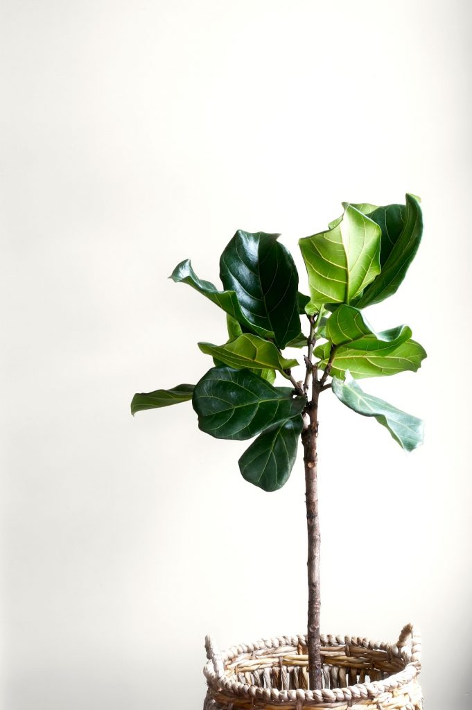 A word about fiddle-leaf fig growth spurts