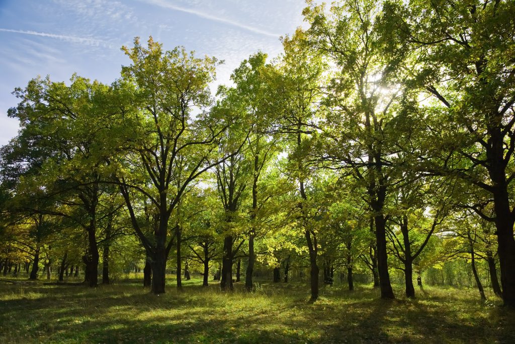 Next Steps: How to Care For Your Outdoor Trees 