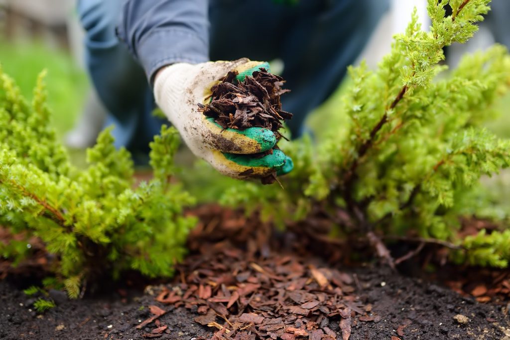 Mulch your residential trees in the spring