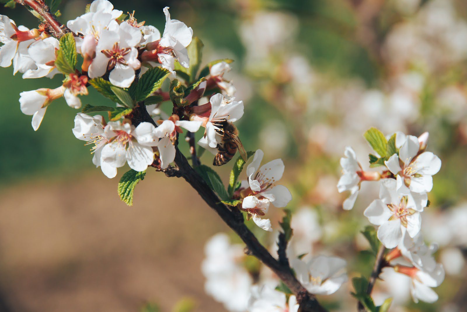 8 Tips for Spring Residential Tree Care | Pevach Corp Bonnyville, Alberta
