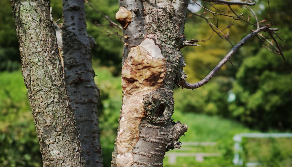 signs of dead tree