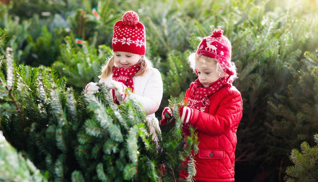 christmas tree care